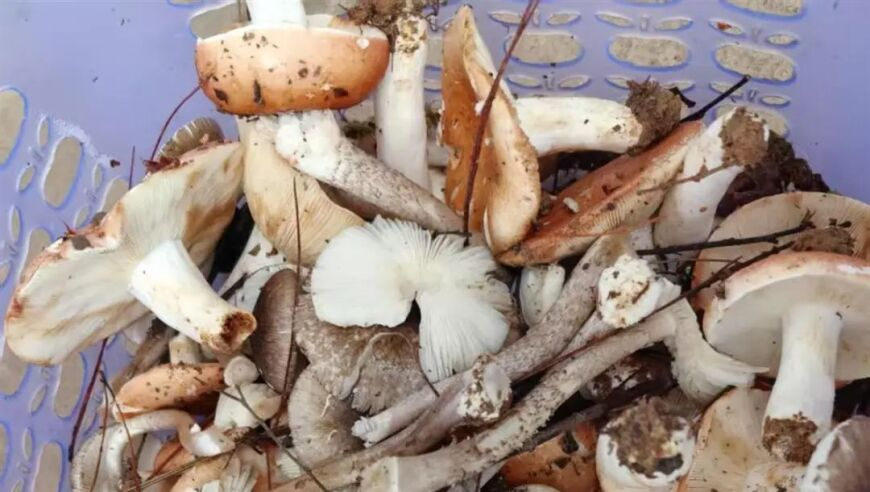 哪吒2凭什么破百亿票房,朱雀天机一肖一码一句真言,最新答案解释落实_体验版V5.70
